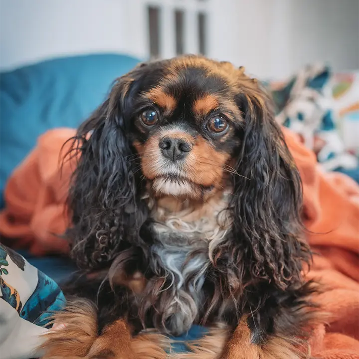 chewie-chien-assistant-vizeo