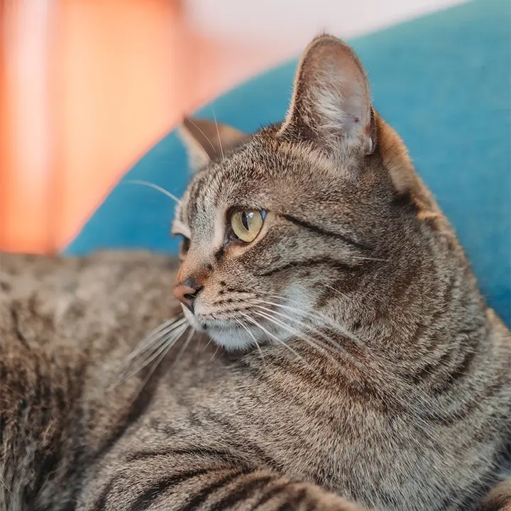 loki-chat-assistant-vizeo