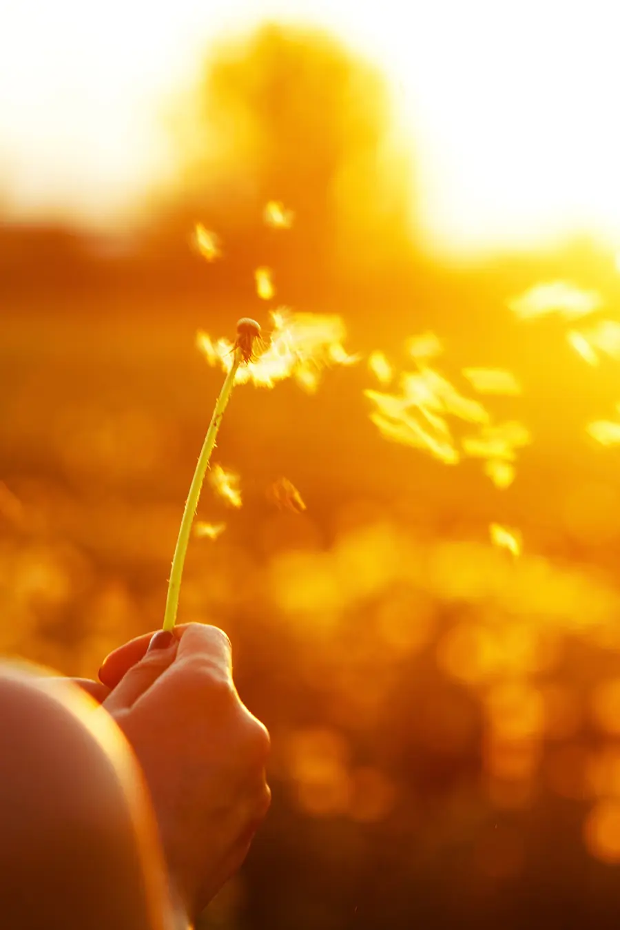 vizeo - Dandelion Blowing